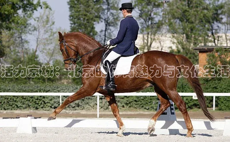 活力京城：北京的体育魅力与文化生活